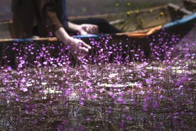 鲜花
