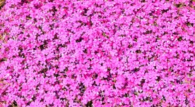 鲜花