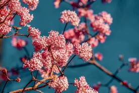 鲜花