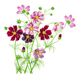 定位花
