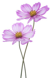 定位花