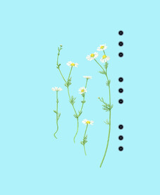 小碎花