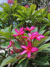 红花鸡蛋花