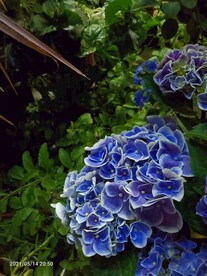绣球花