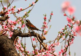 花枝俏