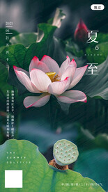 简约大气中国传统二十四节气夏至