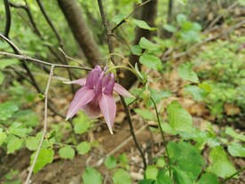 华北耧斗菜花