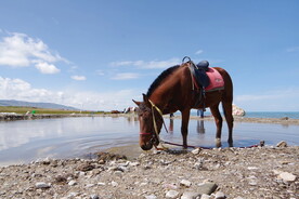109国道 青海湖 拉脊山马匹