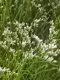 草