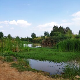 滇池北湿地