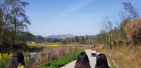田野油菜花