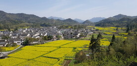 油菜花田野