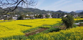 油菜花田野
