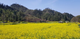 安徽西递油菜花