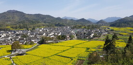 油菜花田野