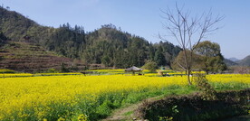 西递油菜花