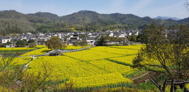 安徽西递油菜花