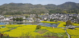 安徽西递油菜花