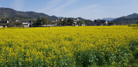 油菜花田野