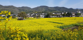 西递油菜花