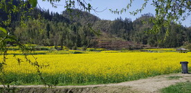 油菜花