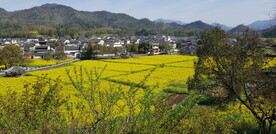 田野油菜花