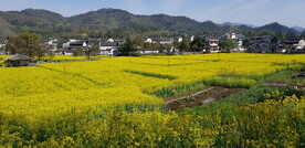 田野油菜花