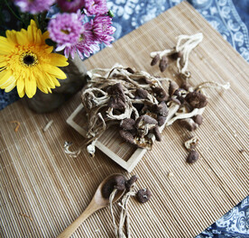 茶树菇