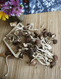 茶树菇