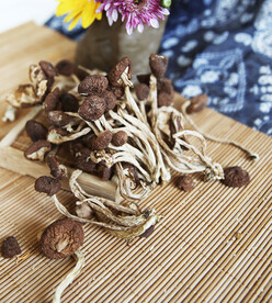 茶树菇