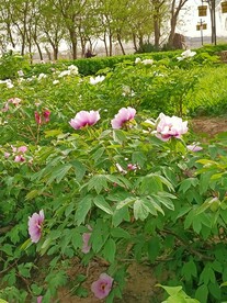 牡丹