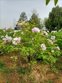 牡丹