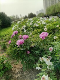 牡丹