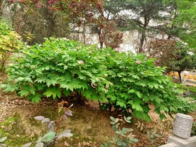 牡丹