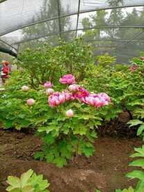 植物图片