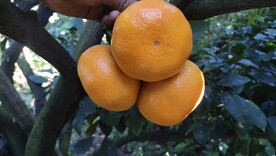 三明密桔 橘子