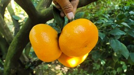 三明密桔 橘子