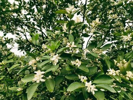 三明 密桔 花开了