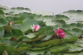 红莲花