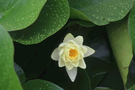 黄莲花