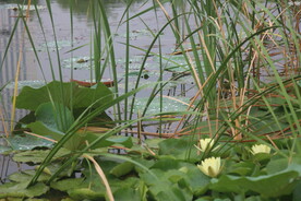 雨后莲花