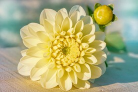 鲜花