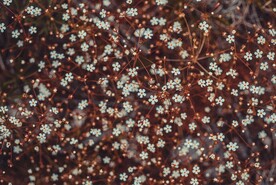 小白花