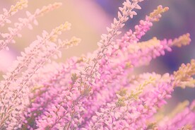 鲜花