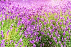 薰衣草
