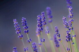 薰衣草