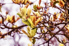 玉兰花