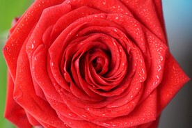 玫瑰花