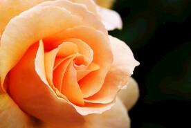 玫瑰花