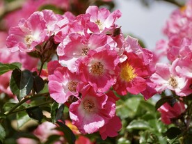 蔷薇花